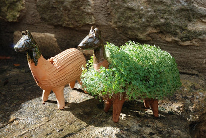 Grow your own llama including cress seeds